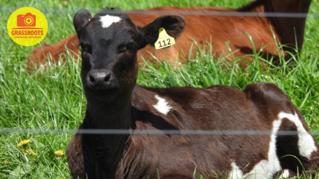 calf 122