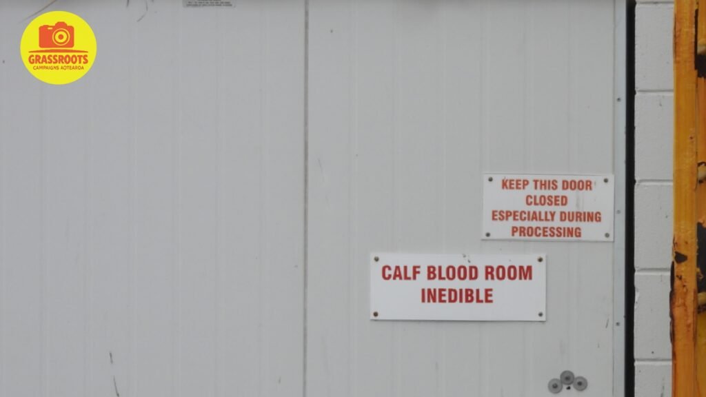 calf blood1