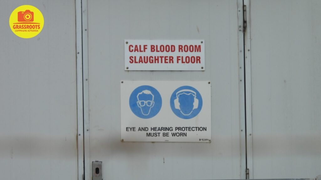 calf blood2 (1)