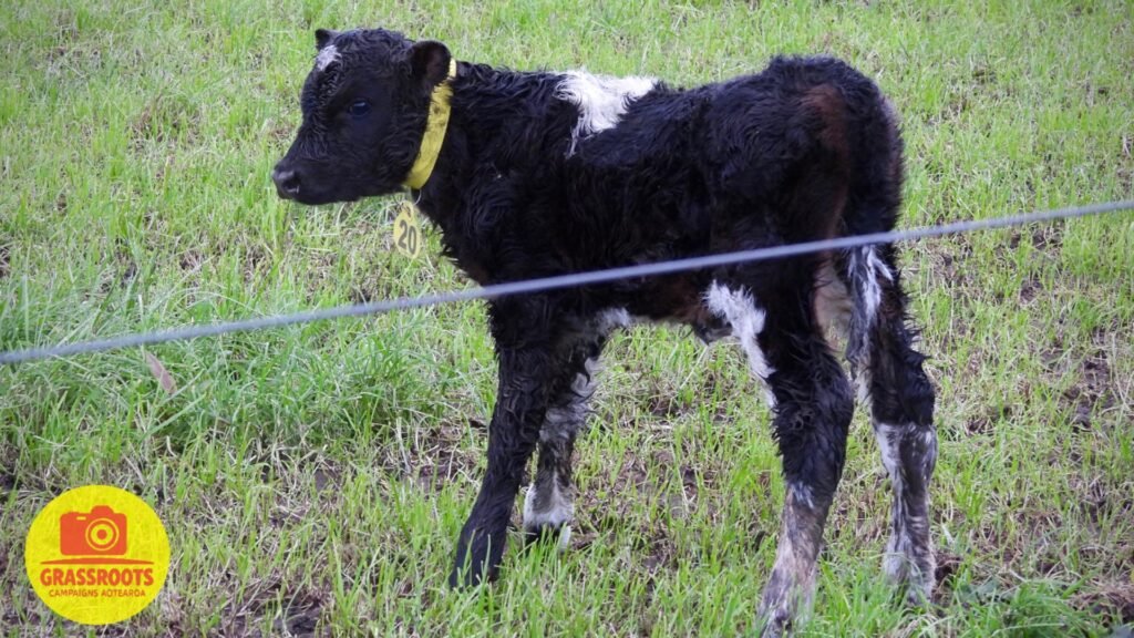 calf collar