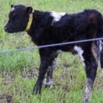 calf collar