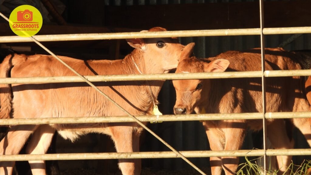 calf shed
