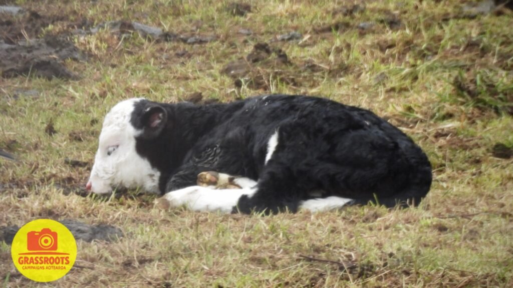 newborn calf (1)