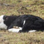 newborn calf (1)