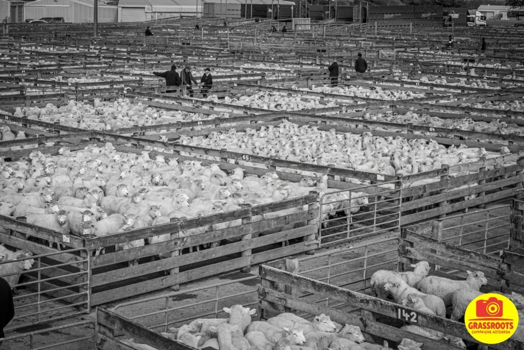 stockyard3