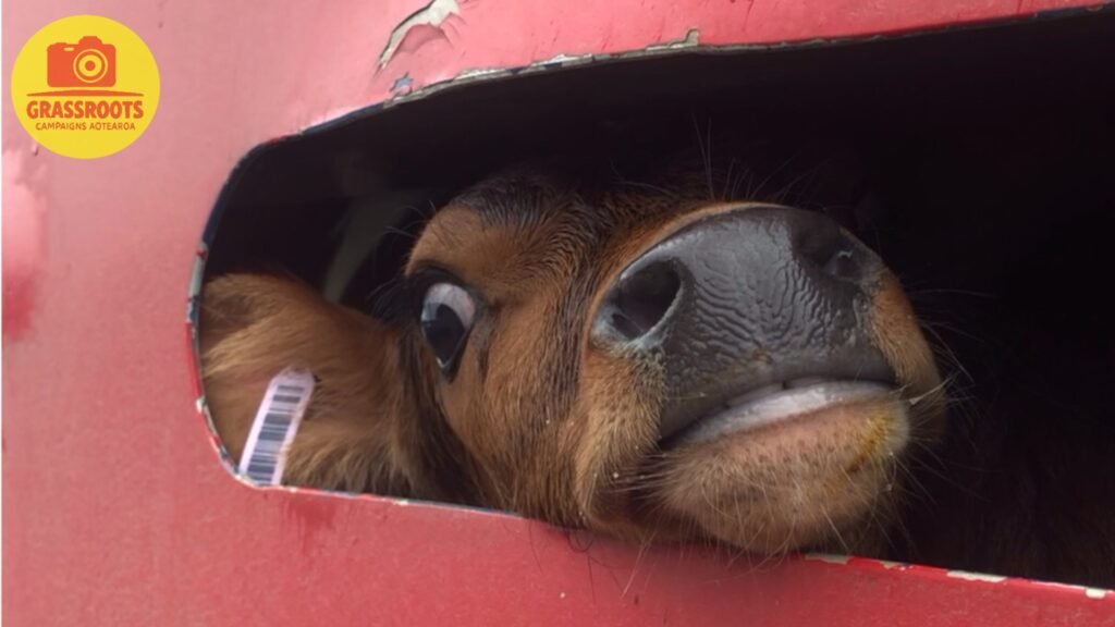 truck face
