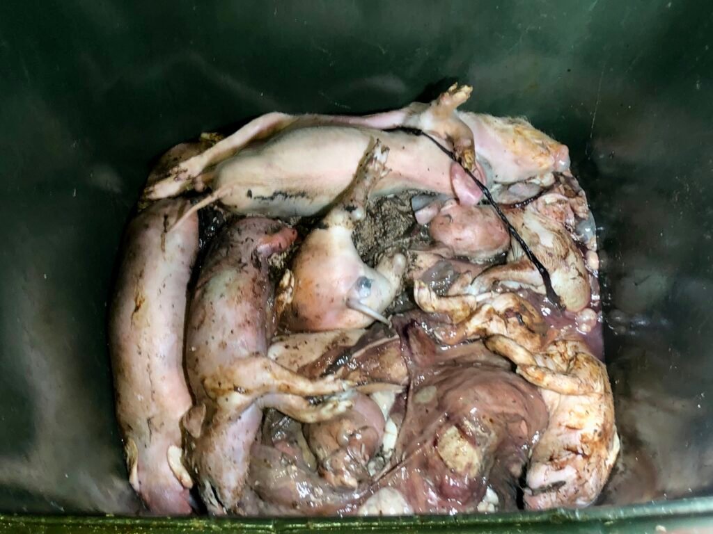 pigglets in bin 4