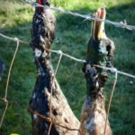 duck fence11wm