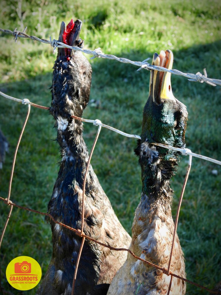 duck fence11wm