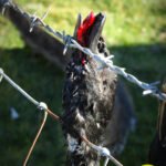 duck fence1wm