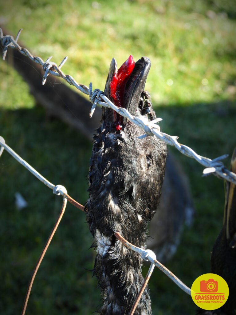 duck fence1wm