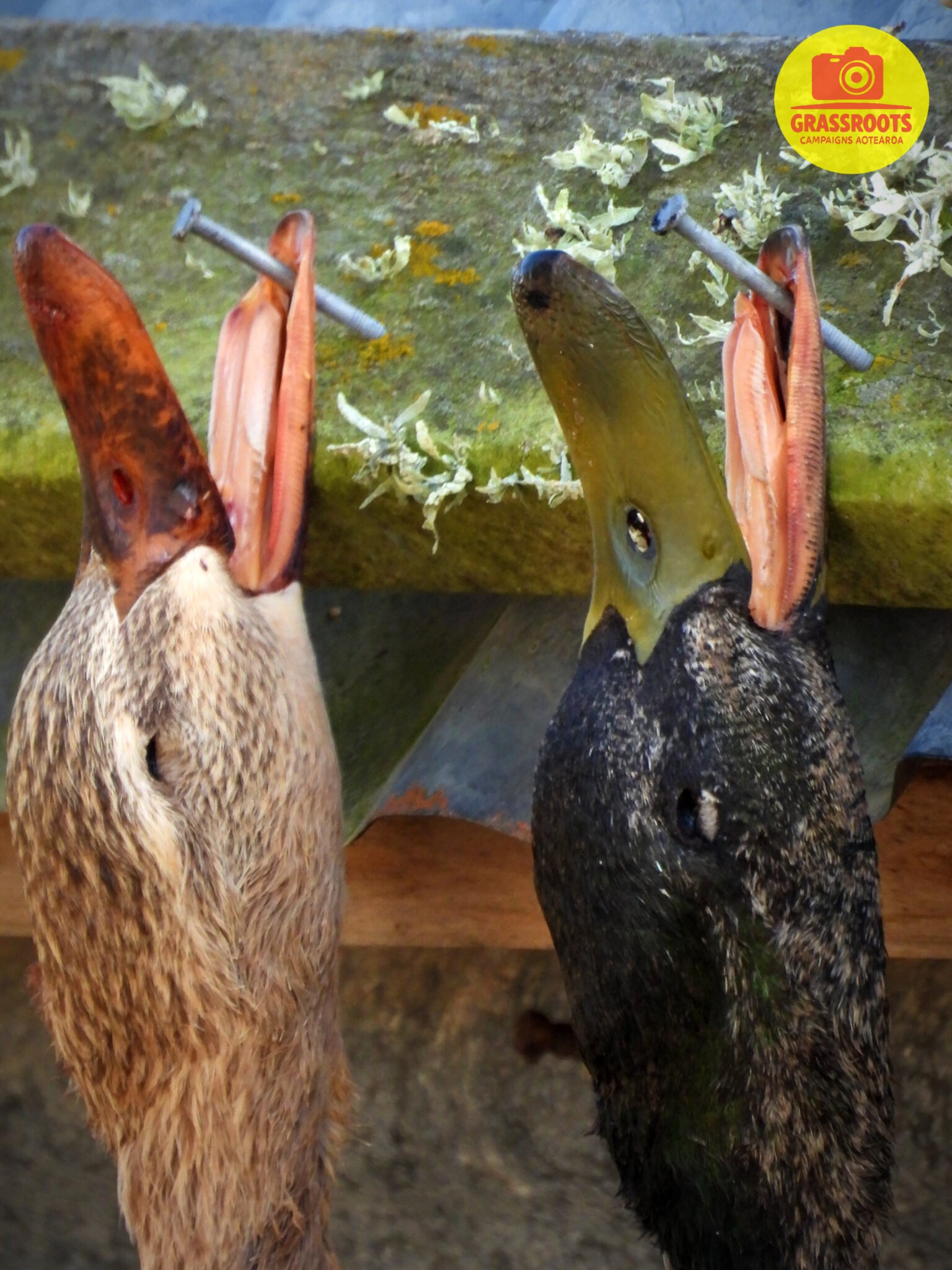 nailbeak1wm (1)